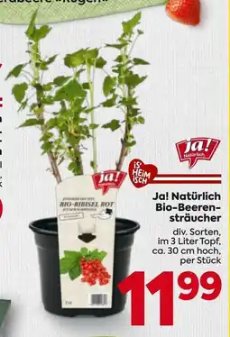 Billa Ja! natürlich bio-beeren- sträucher Angebot