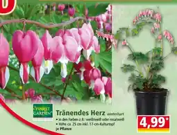 Norma Garden tränendes herz winterhart Angebot