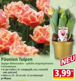 Norma Päonien Tulpen Angebot