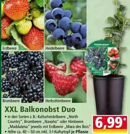 Norma Xxl balkonobst duo Angebot