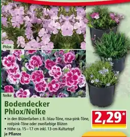 Norma Bodendecker phlox/nelke Angebot