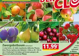 Norma Zwergobstbaum winterhart Angebot