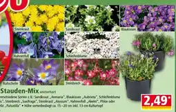 Norma Stauden-mix winterhart Angebot