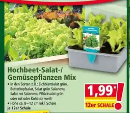 Norma Hochbeet-salat-/ gemüsepflanzen mix Angebot