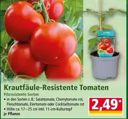 Norma Krautfäule-Resistente Tomaten Angebot