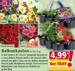 Norma Balkonkasten im 6er tray Angebot