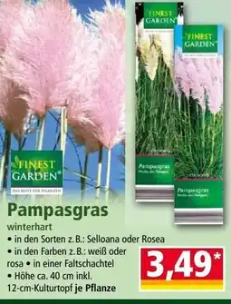 Norma Pampasgras Angebot