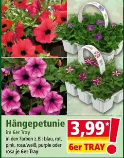 Norma Hängepetunie Angebot