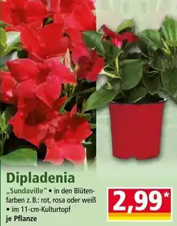Norma Dipladenia Angebot