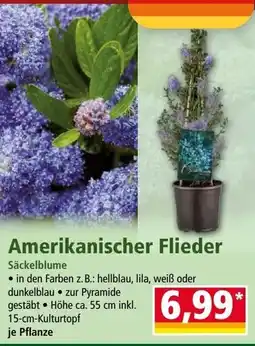 Norma Amerikanischer Flieder Angebot