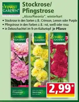 Norma Stockrose/ pfingstrose Angebot