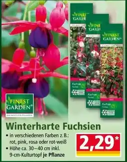 Norma Winterharte fuchsien Angebot
