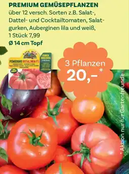 Bellaflora Premium gemüsepflanzen Angebot
