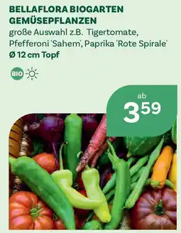 Bellaflora Bellaflora biogarten gemüsepflanzen Angebot