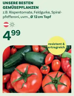 Bellaflora Unsere besten gemüsepflanzen Angebot