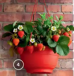 Bellaflora Naschampel Erdbeere & Minze Angebot