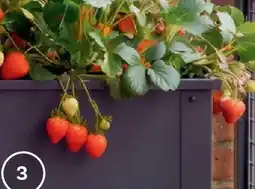 Bellaflora Bio Erdbeeren Angebot