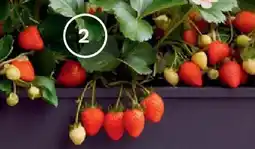 Bellaflora Garten-Erdbeere Angebot