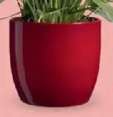 Bellaflora Topf Basel Angebot