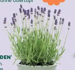 Bellaflora Unsere besten duftlavendel Angebot