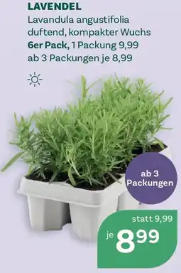 Bellaflora Lavendel Angebot
