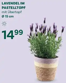 Bellaflora Lavendel im pastelltopf Angebot