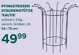 Bellaflora Pfingstrosen staudenstütze kaltis Angebot