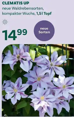 Bellaflora Clematis up Angebot