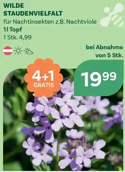 Bellaflora Wilde staudenvielfalt Angebot
