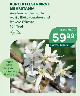 Bellaflora Kupfer felsenbirne mehrstamm Angebot
