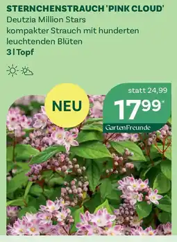 Bellaflora Sternchenstrauch pink cloud Angebot