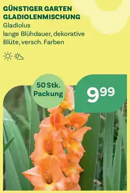 Bellaflora Günstiger garten gladiolenmischung Angebot