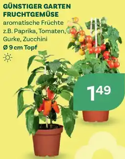 Bellaflora Capsicum annuum rot Angebot