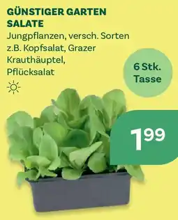 Bellaflora Günstiger garten salate Angebot