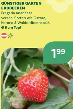 Bellaflora Günstiger garten erdbeeren Angebot