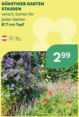 Bellaflora Günstiger garten stauden Angebot