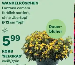 Bellaflora Wandelröschen Angebot
