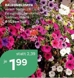 Bellaflora Balkonblumen Angebot