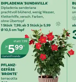 Bellaflora Dipladenia sundavilla Angebot