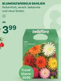Bellaflora Blumenzwiebeln dahlien Angebot