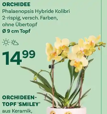 Orchidee