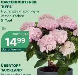 Bellaflora Gartenhortensie hype Angebot