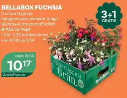 Bellaflora Bellabox fuchsia Angebot