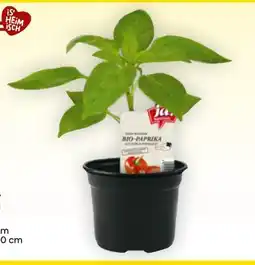 Billa ja!natürlich Bio-Gemüsejungpflanzen Angebot