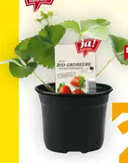 Billa ja!natürlich Bio Erdbeerjungpflanzen Angebot