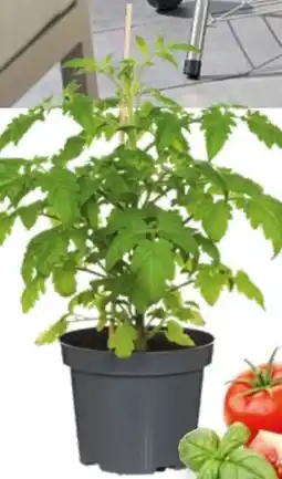 Hellweg Plantiflor Veredelte Salattomate Angebot