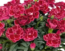 Hellweg Plantiflor Teneriffanelke Angebot