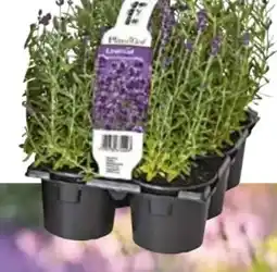 Hellweg Plantiflor Echter Lavendel Angebot