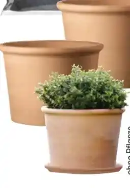 Hellweg Übertopf Cilindro Bordato Angebot