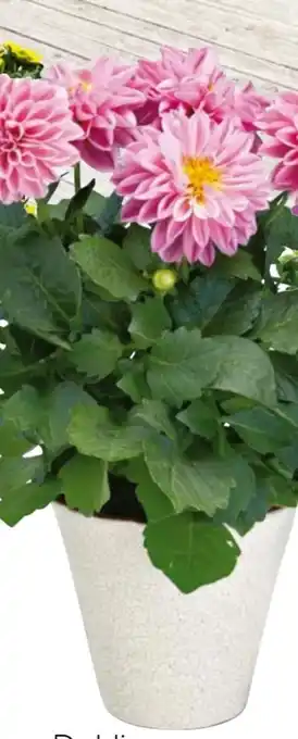 Hellweg Dahlie Angebot